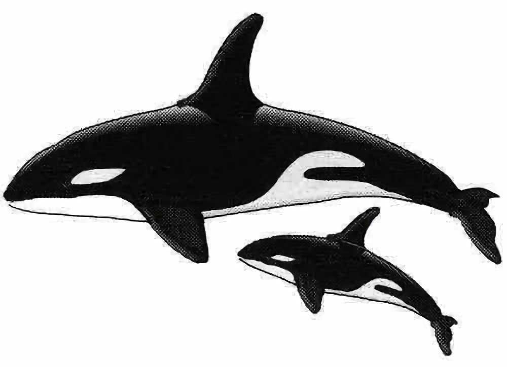 Product AS0025 image