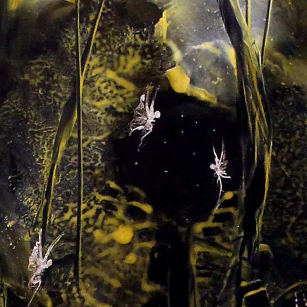 Product WP0006 image