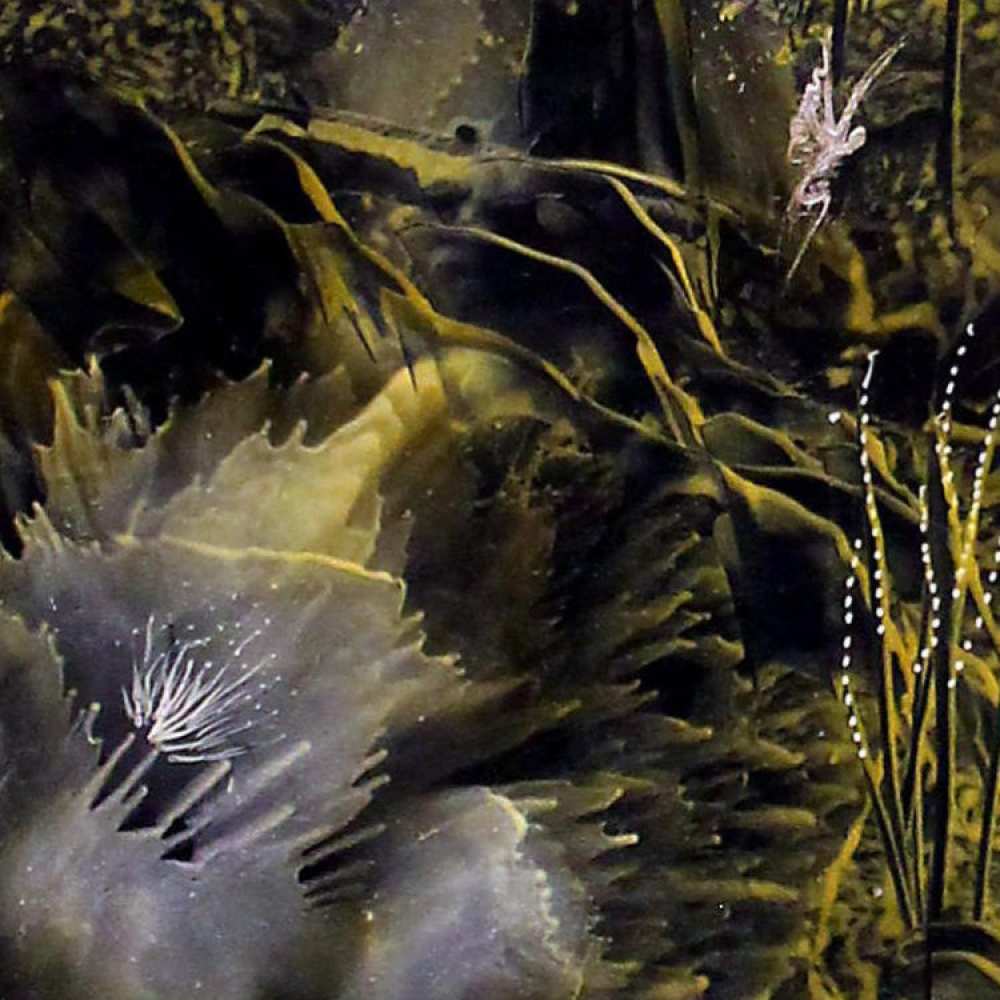 Product WP0006 image